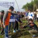 Bupati Cilacap didampingi GM SBI menanam cemara laut di pantai Kemiren untuk mencegah abrasi. (Istimewa)