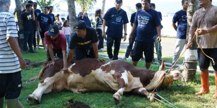 Pada momen Hari Raya Idul Adha 1445 H PT Ethos Kreatif Indonesia melaksanakan penyembelihan hewan kurban berupa lima ekor sapi di komplek Kopassus, Cilacap. (ISTIMEWA)