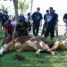Pada momen Hari Raya Idul Adha 1445 H PT Ethos Kreatif Indonesia melaksanakan penyembelihan hewan kurban berupa lima ekor sapi di komplek Kopassus, Cilacap. (ISTIMEWA)
