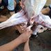 Napi penghuni Lapas Kelas IIA Cilacap berebut torpedo alias gijil kambing saat momen Idul Adha 1446H. (FOTO : ISTIMEWA)